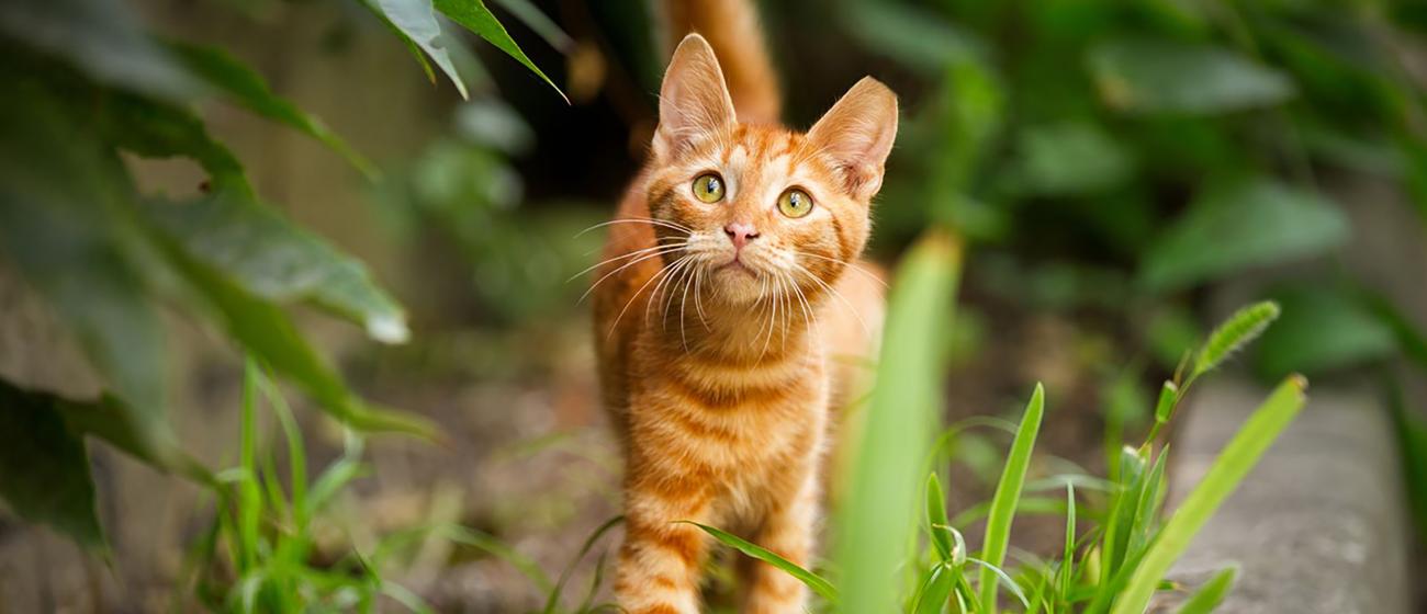 Trap-Neuter-Return