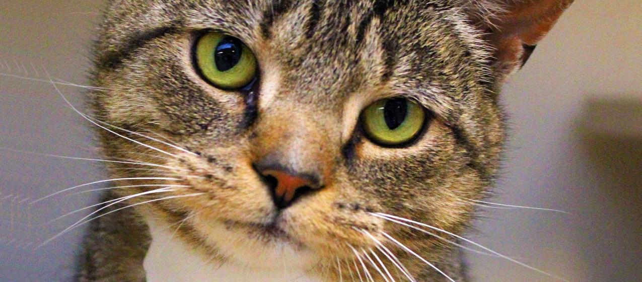 Adopt a Cat