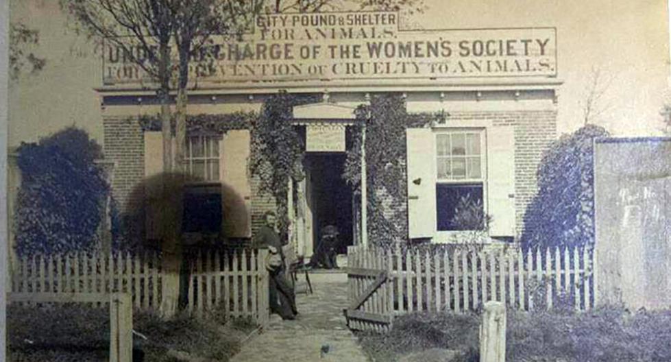 Pound & Shelter